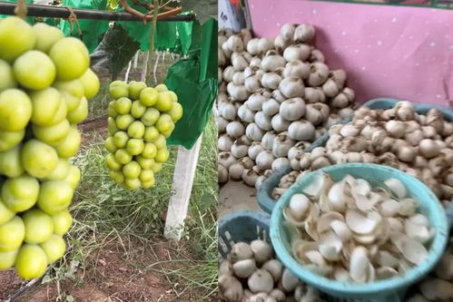 陜西小伙返鄉(xiāng)創(chuàng)業(yè)路 一果一世界，年銷2000萬(wàn)元背后的奮斗與鄉(xiāng)情